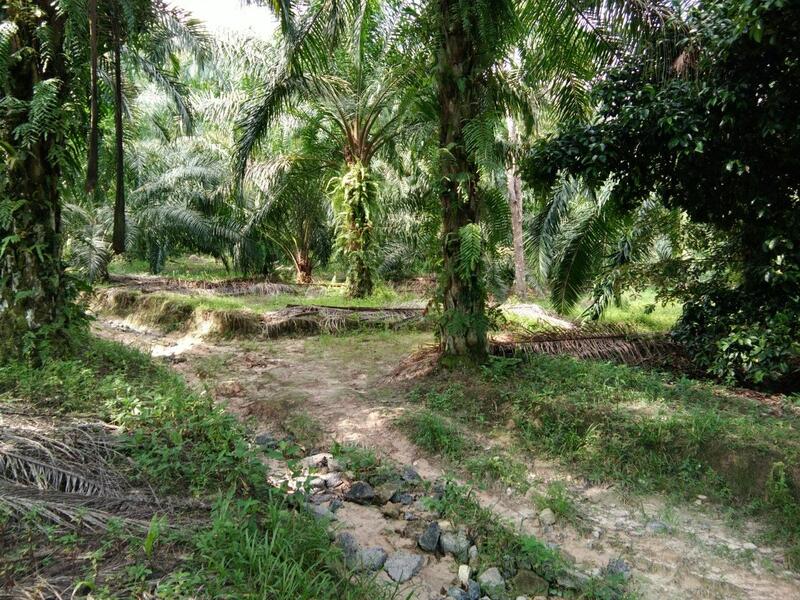 Tanah Pertanian untuk Dijual di Lenggeng, Mantin, Lenggeng oleh Km Yap - iProperty.com.my