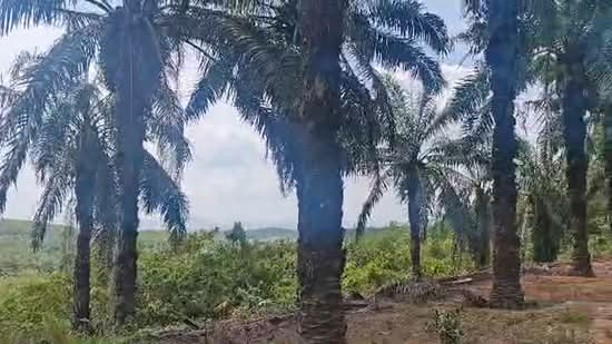 Agricultural Land for Sale in Yong Peng, Johor by Celine Chai - iProperty.com.my