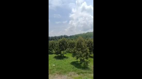 Agricultural Land for Sale in Lanchang, Pahang by Willa Wong - iProperty.com.my