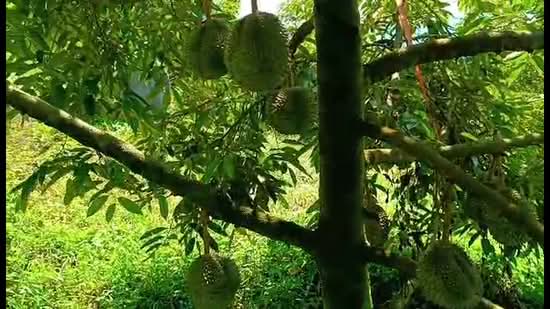 Agricultural Land for Sale in Gerik, Perak by Jack Chua - iProperty.com.my