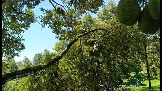 Agricultural Land for Sale in Gerik, Perak by Jack Chua - iProperty.com.my