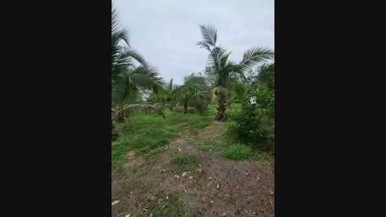 Agricultural Land for Sale in Kampung Sungai Petai, Sungei Petai by Nadzmi Azilan - iProperty.com.my