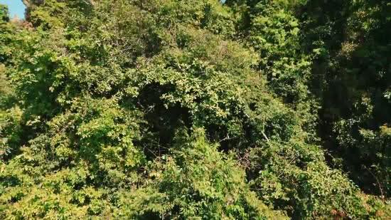 Commercial Land for Sale in Padang Mat Sirat, Kedah by Mark Saw - iProperty.com.my