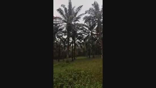 Agricultural Land for Sale in Kulai, Johor by CY Khoo - iProperty.com.my