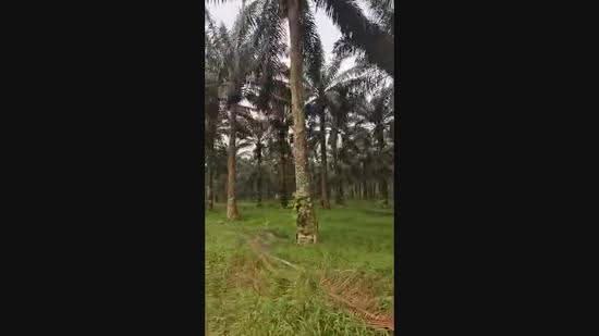 Agricultural Land for Sale in Kulai, Johor by CY Khoo - iProperty.com.my