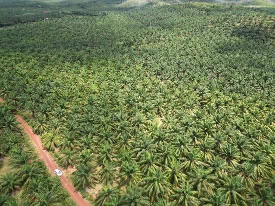 Bukit Selambau Pokok Sawit, Bukit Selambau